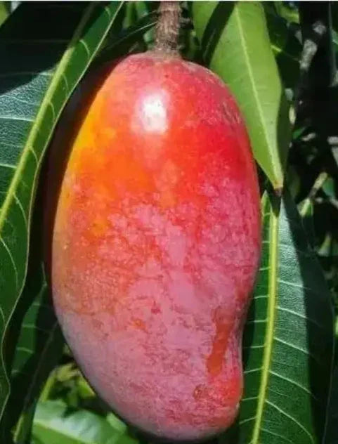Bombay Red Mango Aam Grafted Healthy Fruit Plant
