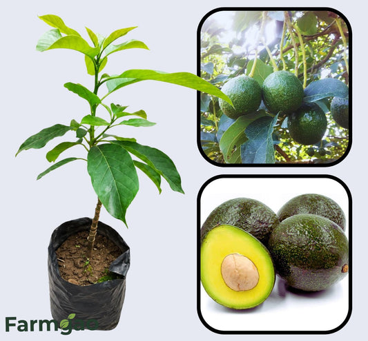 Booth 7 Avocado Grafted Healthy Fruit Plant