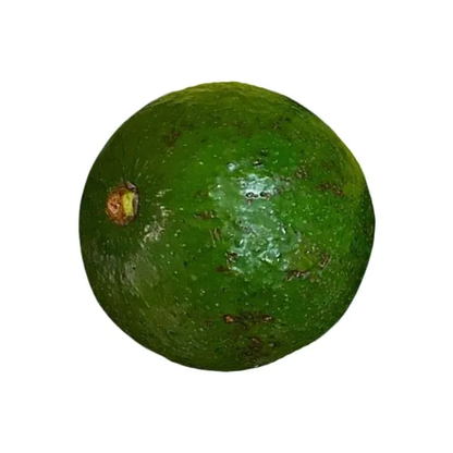 Booth 7 Avocado Grafted Healthy Fruit Plant