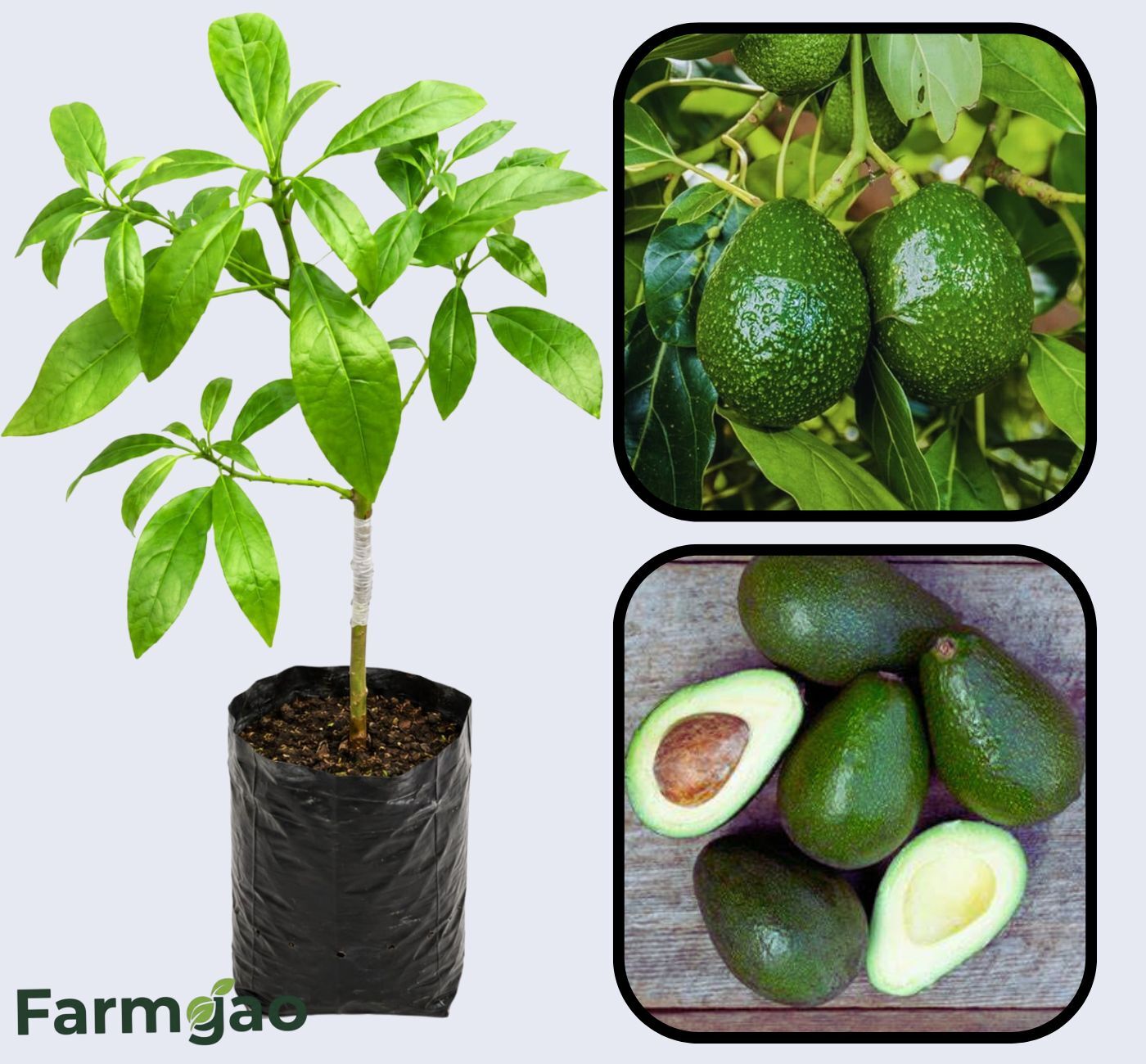Booth 8 Avocado Grafted  Healthy Fruit Plant