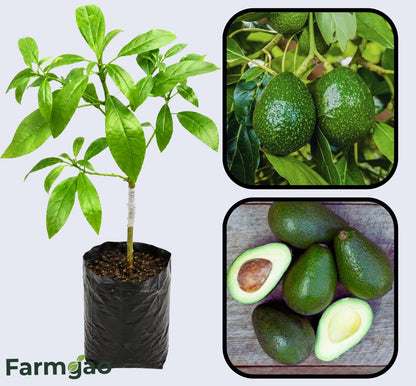 Booth 8 Avocado Grafted  Healthy Fruit Plant