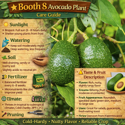 Booth 8 Avocado Grafted  Healthy Fruit Plant