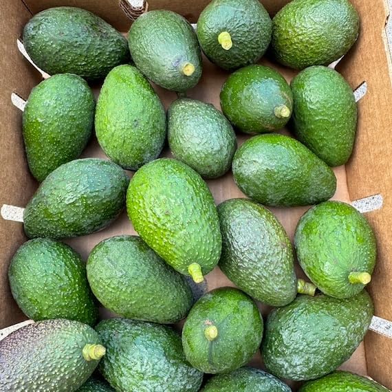 Booth 8 Avocado Grafted  Healthy Fruit Plant