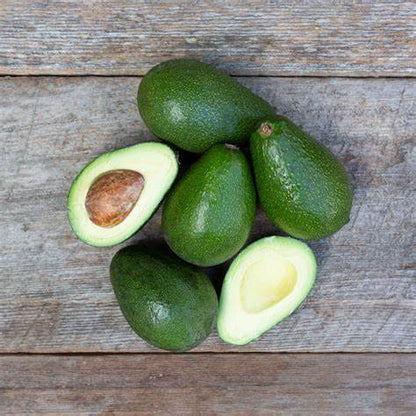 Booth 8 Avocado Grafted  Healthy Fruit Plant
