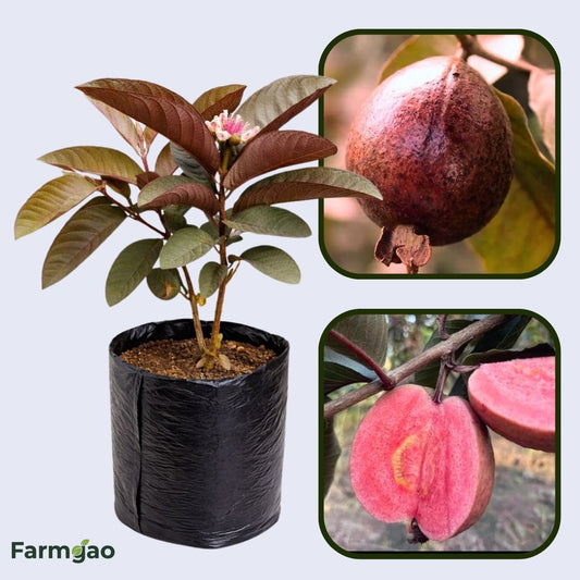 Borneo Red Guava  Air Layered Healthy Fruit Plant