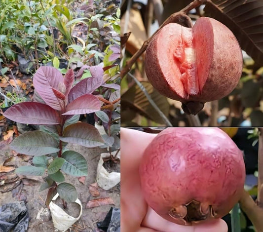 Borneo Red Guava  Air Layered Healthy Fruit Plant