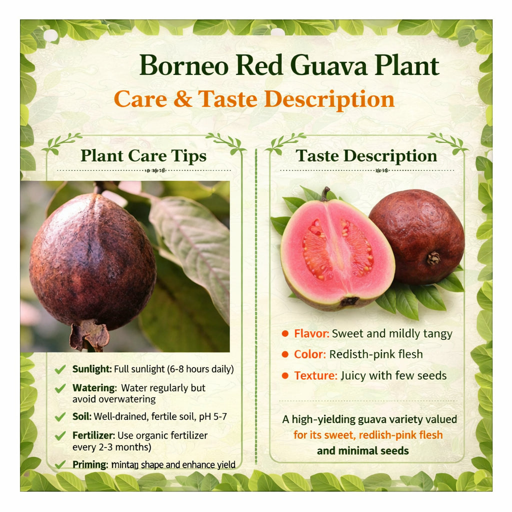 Borneo Red Guava  Air Layered Healthy Fruit Plant