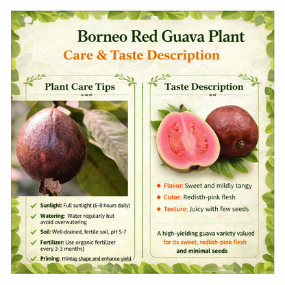 Borneo Red Guava  Air Layered Healthy Fruit Plant