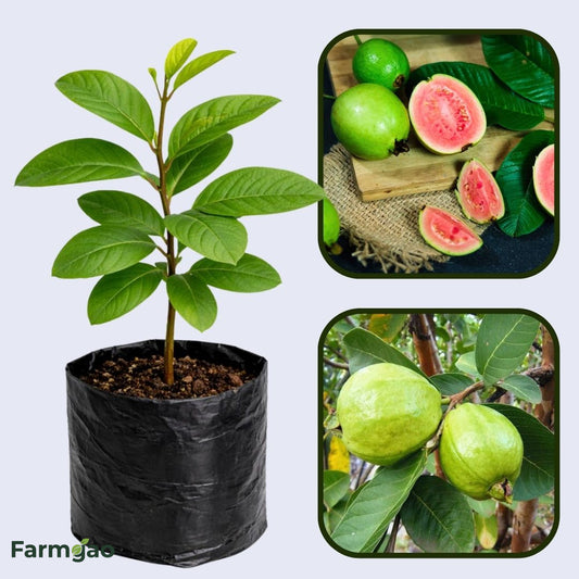 Botswana Pink Guava Air Layered Healthy Fruit Plant