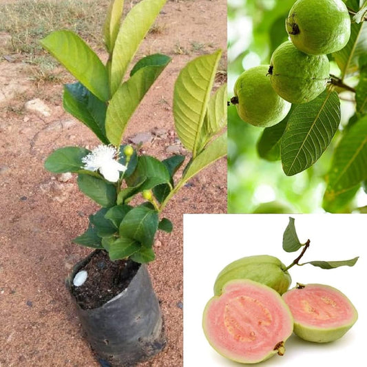Botswana Pink Guava Air Layered Healthy Fruit Plant