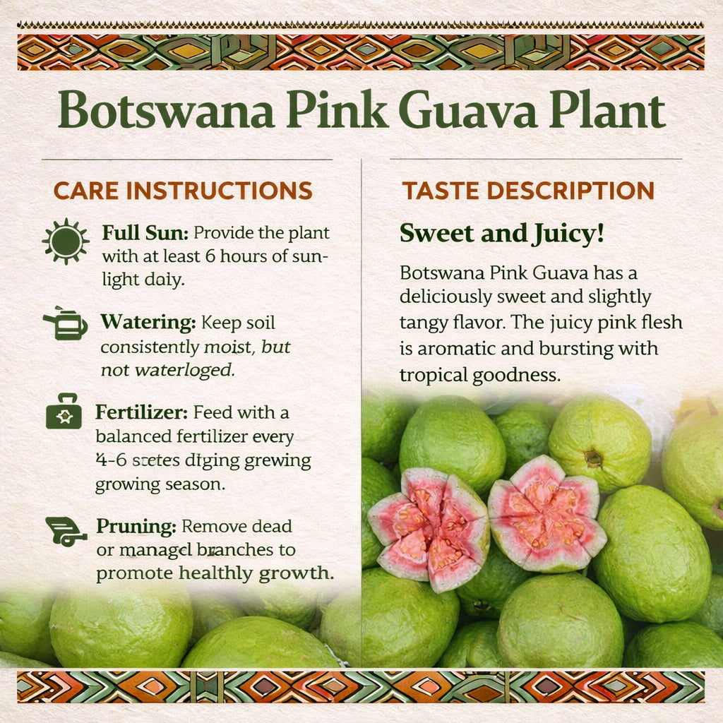 Botswana Pink Guava Air Layered Healthy Fruit Plant