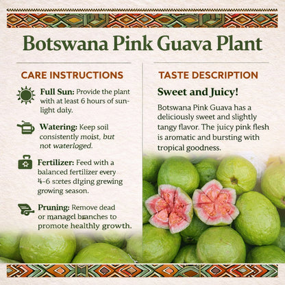 Botswana Pink Guava Air Layered Healthy Fruit Plant