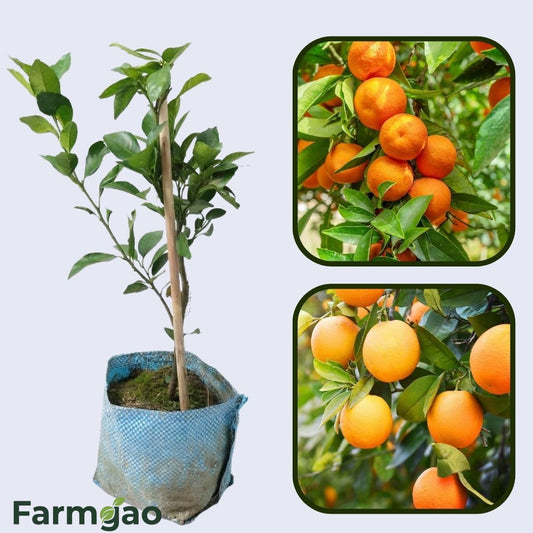 Bouquet de Fleurs Orange Grafted Healthy Fruit Plant