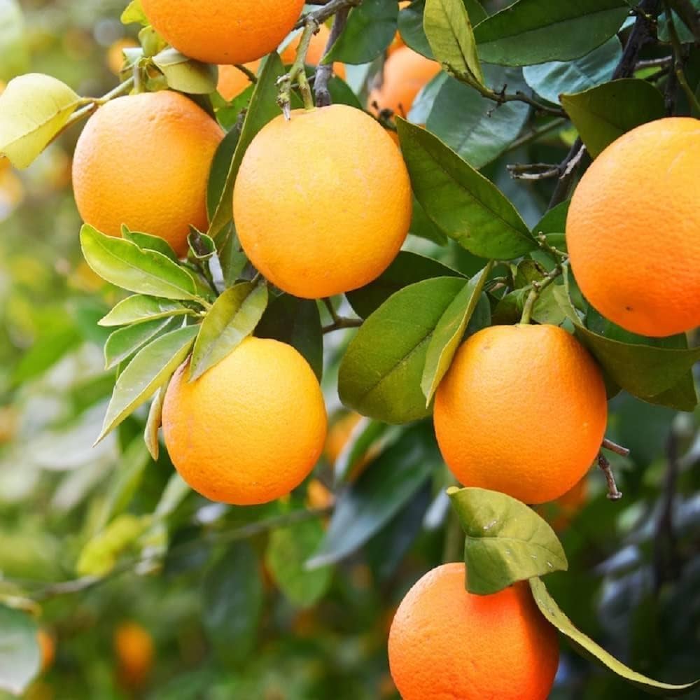 Bouquet de Fleurs Orange Grafted Healthy Fruit Plant