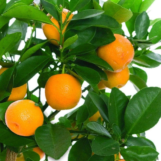 Bouquet de Fleurs Orange Grafted Healthy Fruit Plant