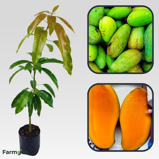 Brahm Kai Meu Mango Aam Grafted Healthy Fruit Plant