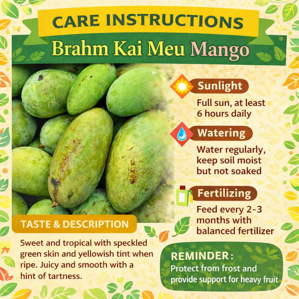 Brahm Kai Meu Mango Aam Grafted Healthy Fruit Plant