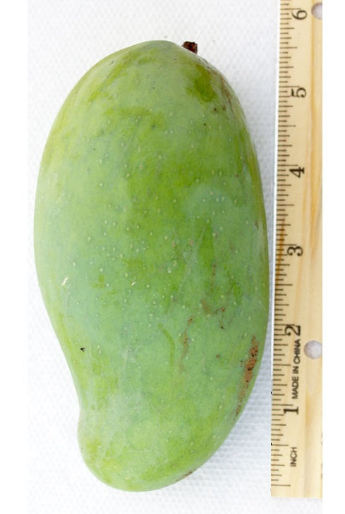 Brahm Kai Meu Mango Aam Grafted Healthy Fruit Plant