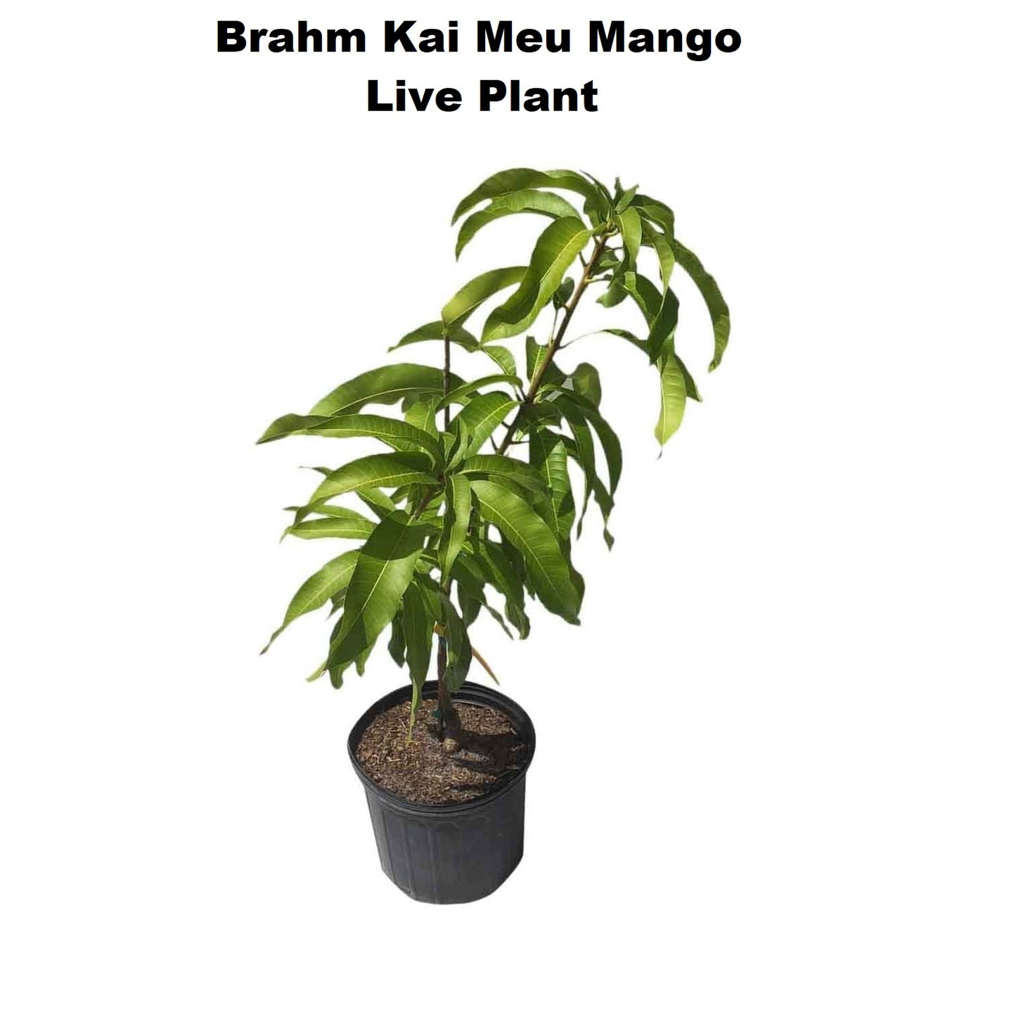 Brahm Kai Meu Mango Aam Grafted Healthy Fruit Plant