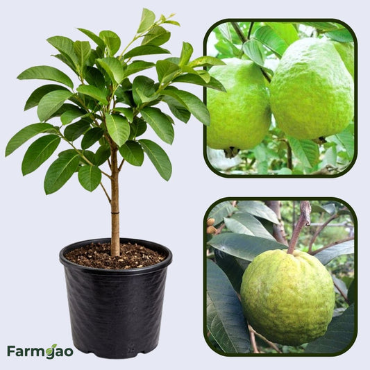 Branca Guava Air Layered Healthy Fruit Plant