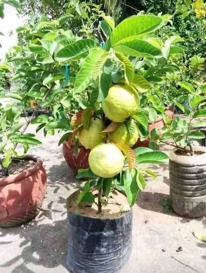 Branca Guava Air Layered Healthy Fruit Plant