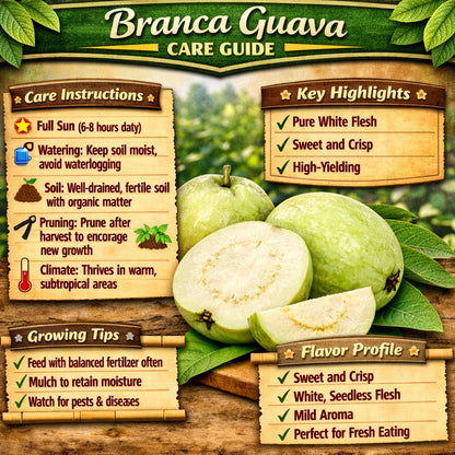 Branca Guava Air Layered Healthy Fruit Plant
