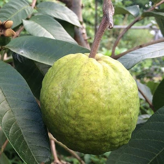Branca Guava Air Layered Healthy Fruit Plant