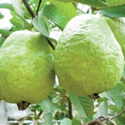 Branca Guava Air Layered Healthy Fruit Plant