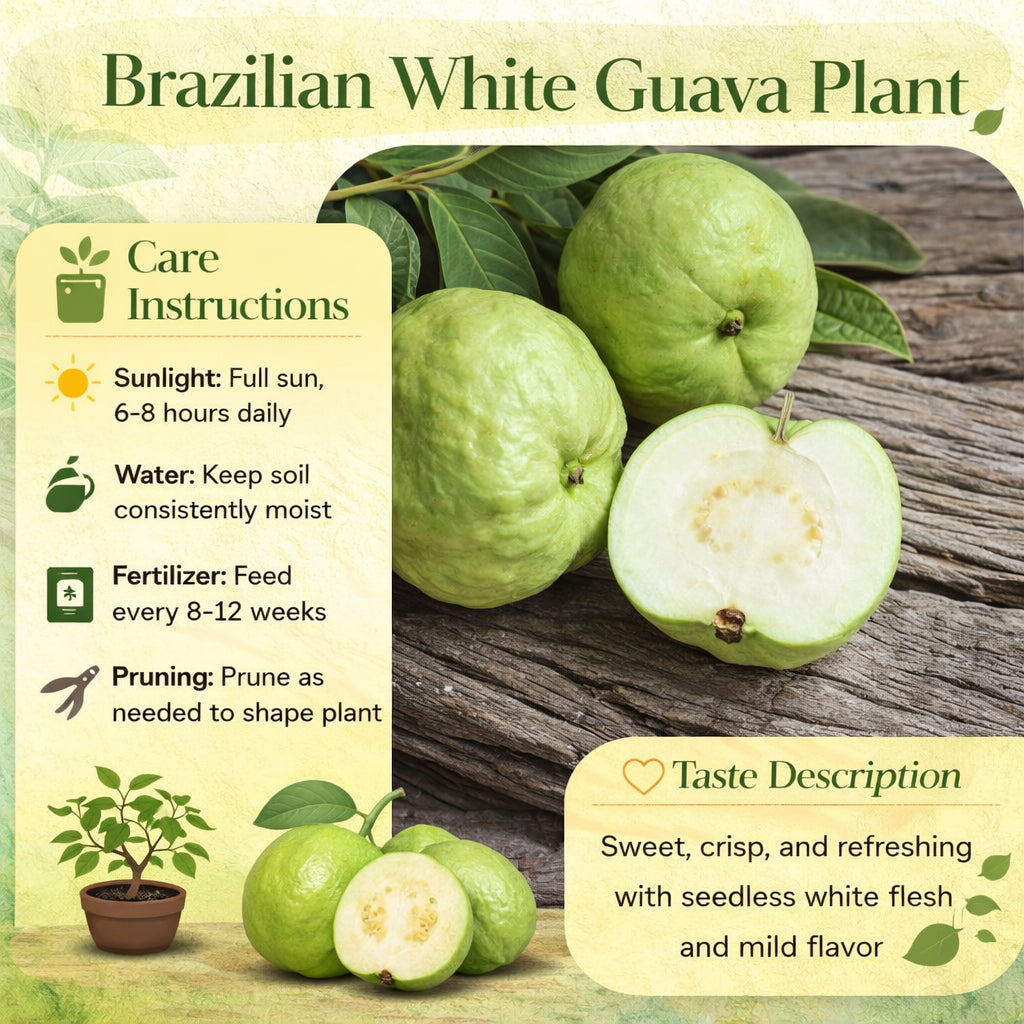 Brazilian White Guava Air Layered Healthy Fruit Plant