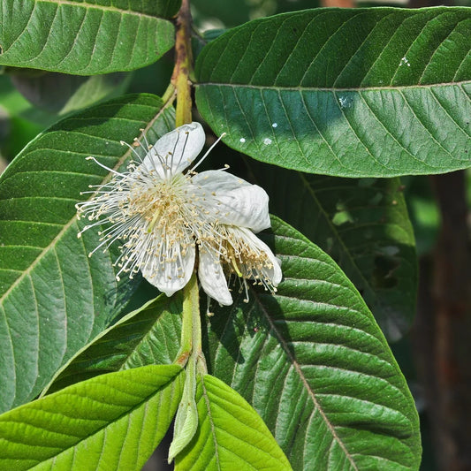 Brazilian White Guava Air Layered Healthy Fruit Plant