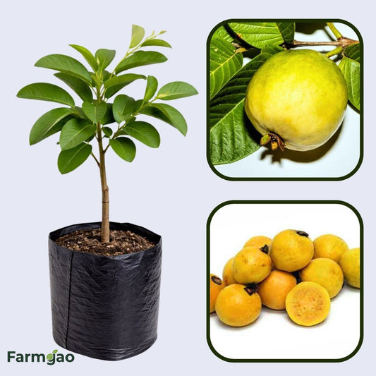Brazilian Wild Guava Air Layered Healthy Fruit Plant