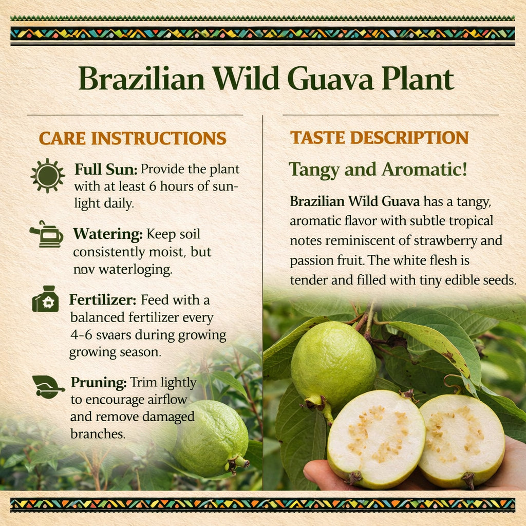 Brazilian Wild Guava Air Layered Healthy Fruit Plant