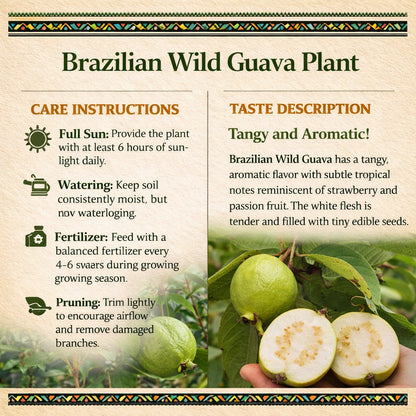 Brazilian Wild Guava Air Layered Healthy Fruit Plant