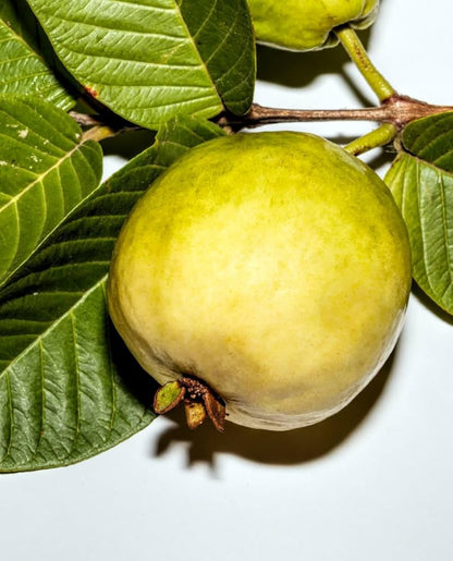 Brazilian Wild Guava Air Layered Healthy Fruit Plant