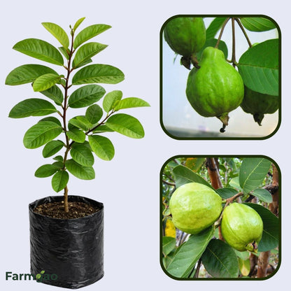 Brilhante  Guava Air Layered Healthy Fruit Plant