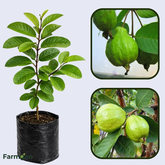 Brilhante  Guava Air Layered Healthy Fruit Plant