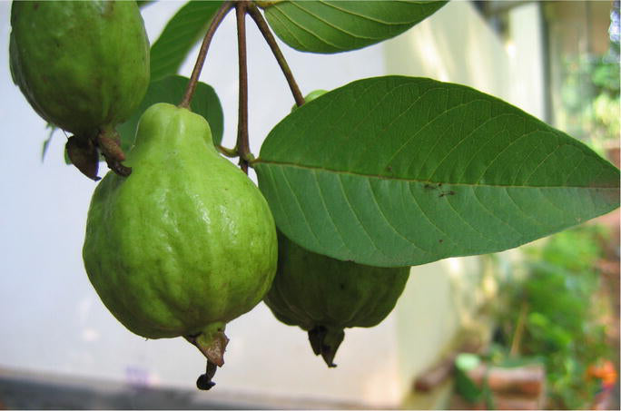 Brilhante  Guava Air Layered Healthy Fruit Plant