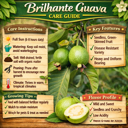 Brilhante  Guava Air Layered Healthy Fruit Plant