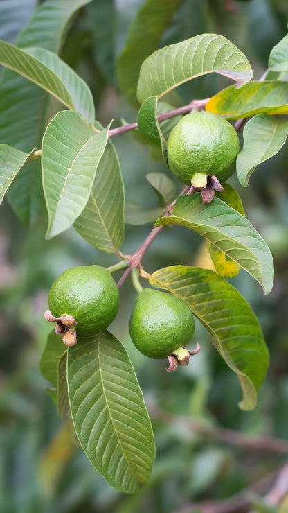 Brilhante  Guava Air Layered Healthy Fruit Plant