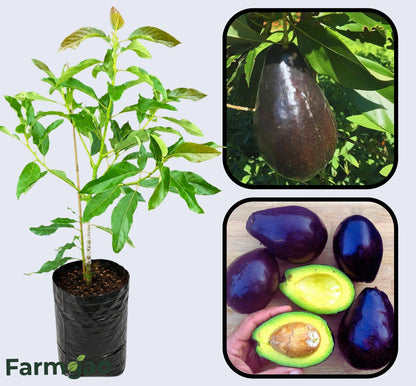 Brogdon Avocado Grafted Healthy Fruit Plant