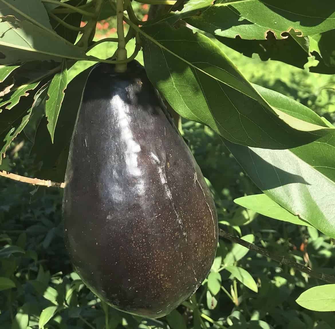 Brogdon Avocado Grafted Healthy Fruit Plant