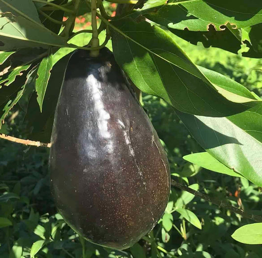 Brogdon Avocado Grafted Healthy Fruit Plant