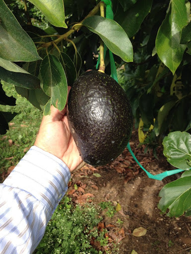 Brogdon Avocado Grafted Healthy Fruit Plant