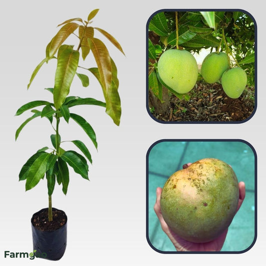 Brooks Mango Aam Grafted Healthy Fruit Plant