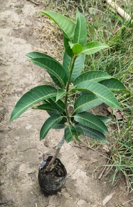 Brooks Mango Aam Grafted Healthy Fruit Plant