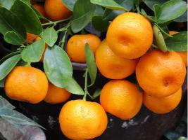 Brown Select Satsuma Orange Grafted Healthy Fruit Plant