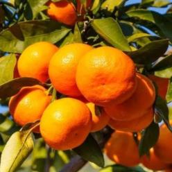Brown Select Satsuma Orange Grafted Healthy Fruit Plant