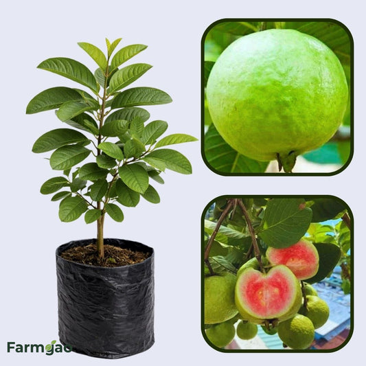 Brunei Pink Guava Air Layered Healthy Fruit Plant