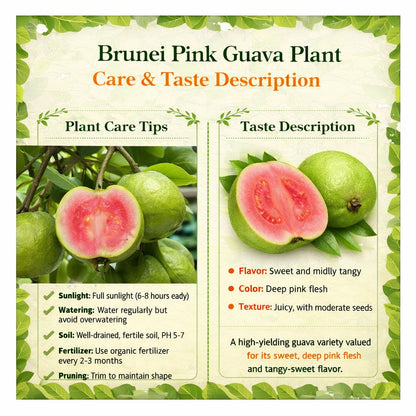 Brunei Pink Guava Air Layered Healthy Fruit Plant
