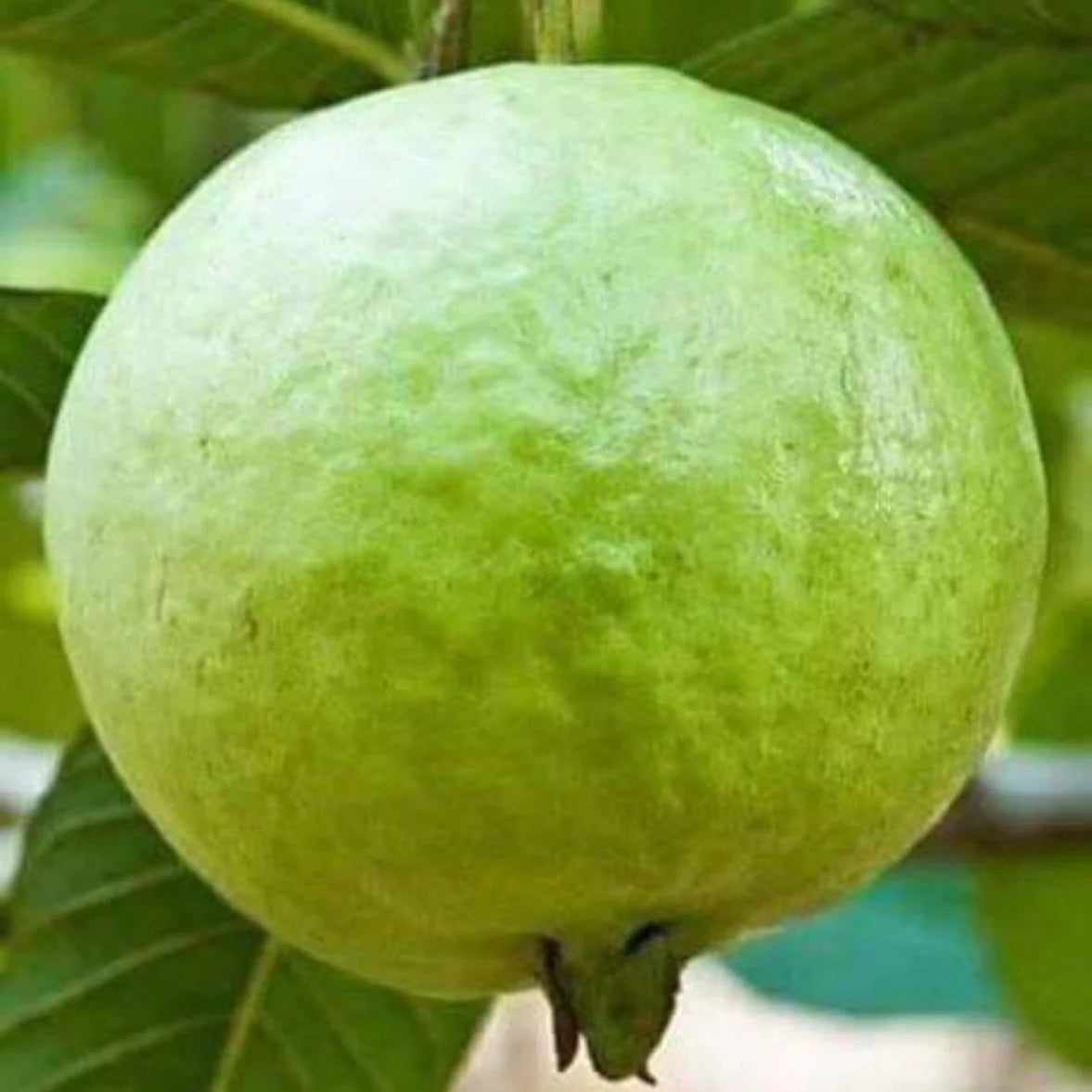 Brunei Pink Guava Air Layered Healthy Fruit Plant